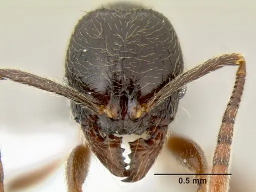 Stenamma schmidti specimen CASENT0600137 image casent0600137_2