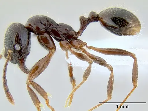 Stenamma schmidti specimen CASENT0600137 image casent0600137_3
