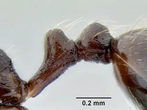 Stenamma schmidti specimen CASENT0600137 image casent0600137_4