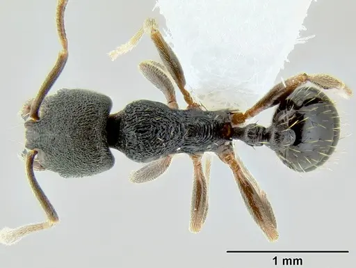 Stenamma schmidti specimen CASENT0600256 image casent0600256_1