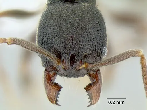 Stenamma schmidti specimen CASENT0600256 image casent0600256_2