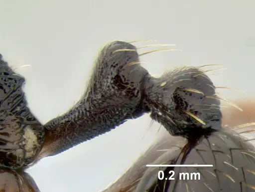 Stenamma schmidti specimen CASENT0600256 image casent0600256_4
