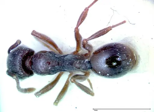 Stenamma schmidti specimen FOCOL0277-1 image focol0277-1_1