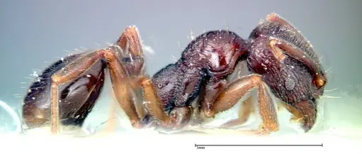 Stenamma schmidti specimen FOCOL0277-1 image focol0277-1_4