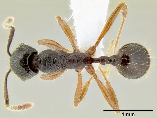 Stenamma schmidti specimen INB0003210597 image inb0003210597_1