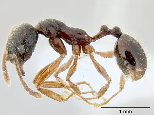 Stenamma schmidti specimen INB0003210597 image inb0003210597_3