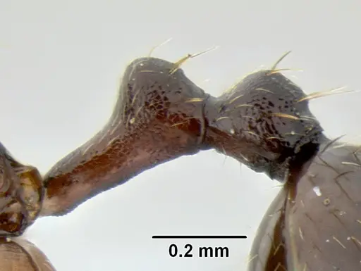 Stenamma schmidti specimen INB0003210597 image inb0003210597_4