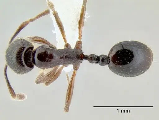 Stenamma schmidti specimen INB0003659320 image inb0003659320_1