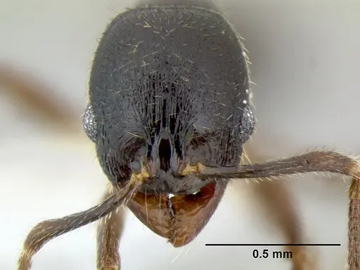 Stenamma schmidti specimen INB0003659320 image inb0003659320_2