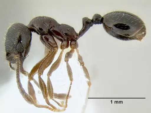 Stenamma schmidti specimen INB0003659320 image inb0003659320_3