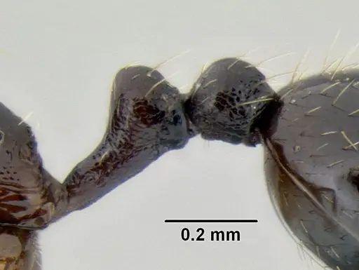 Stenamma schmidti specimen INB0003659320 image inb0003659320_4
