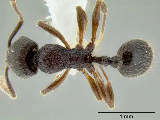 Stenamma schmidti specimen INB0003659427 image inb0003659427_1