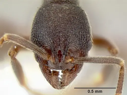 Stenamma schmidti specimen INB0003659427 image inb0003659427_2