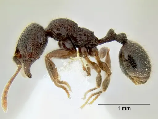 Stenamma schmidti specimen INB0003659427 image inb0003659427_3