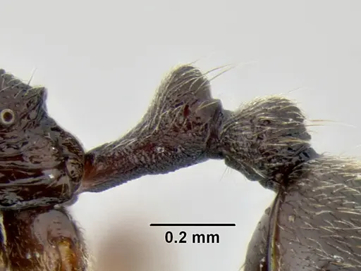 Stenamma schmidti specimen INB0003659427 image inb0003659427_4