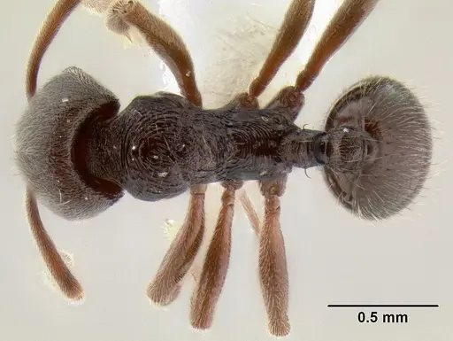 Stenamma schmidti specimen INB0003662571 image inb0003662571_1