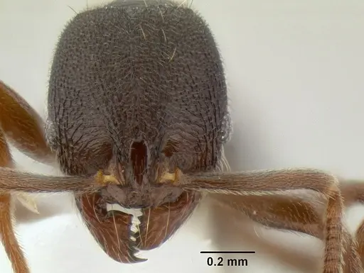 Stenamma schmidti specimen INB0003662571 image inb0003662571_2