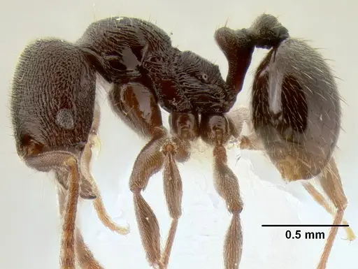 Stenamma schmidti specimen INB0003662571 image inb0003662571_3