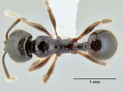 Stenamma schmidti specimen INB0003665417 image inb0003665417_1