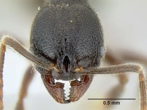 Stenamma schmidti specimen INB0003665417 image inb0003665417_2