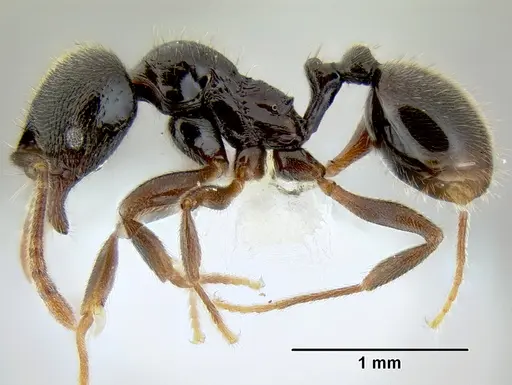 Stenamma schmidti specimen INB0003665417 image inb0003665417_4