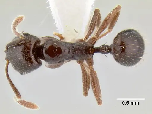 Stenamma schmidti specimen INBIOCRI001280989 image inbiocri001280989_1