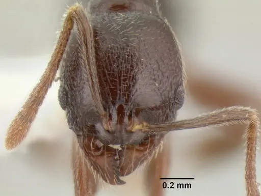 Stenamma schmidti specimen INBIOCRI001280989 image inbiocri001280989_2