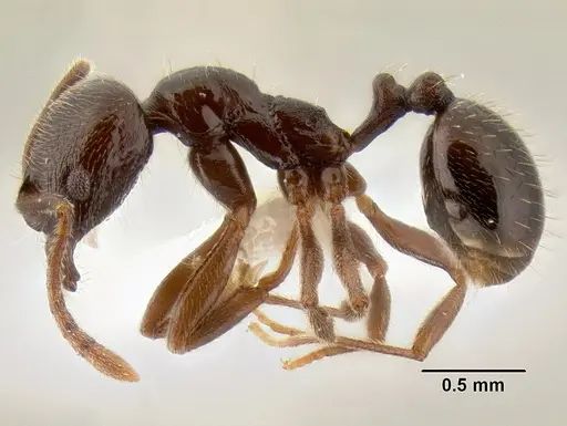 Stenamma schmidti specimen INBIOCRI001280989 image inbiocri001280989_3