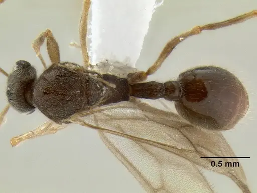 Stenamma schmidti specimen INBIOCRI002281270 image inbiocri002281270_1