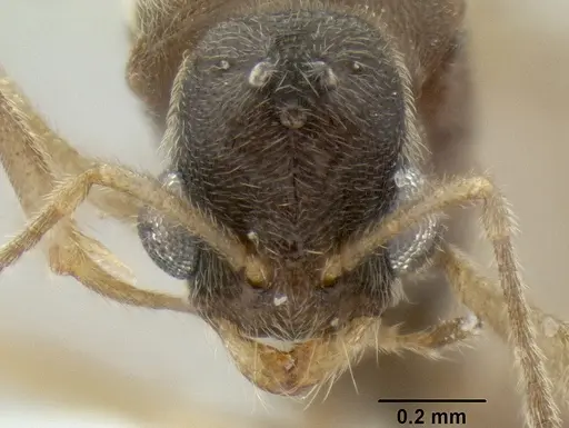 Stenamma schmidti specimen INBIOCRI002281270 image inbiocri002281270_2