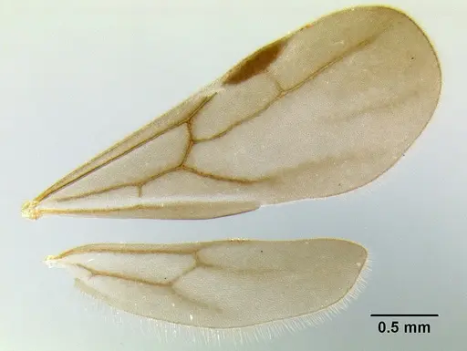 Stenamma schmidti specimen INBIOCRI002281270 image inbiocri002281270_4