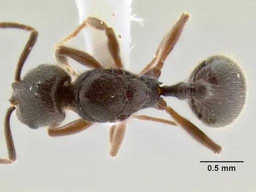 Stenamma schmidti specimen INBIOCRI002281278 image inbiocri002281278_1