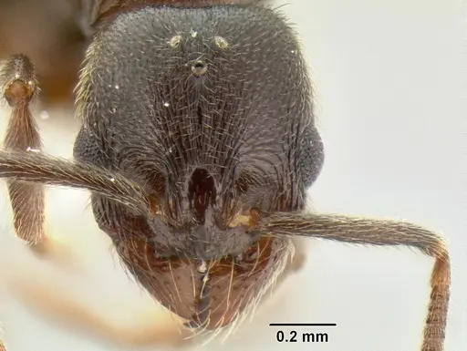 Stenamma schmidti specimen INBIOCRI002281278 image inbiocri002281278_2