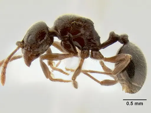 Stenamma schmidti specimen INBIOCRI002281278 image inbiocri002281278_3