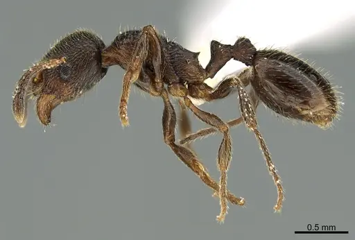 Stenamma smithi specimen CASENT0000381 image casent0000381_1