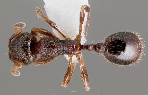 Stenamma smithi specimen CASENT0005822 image casent0005822_1