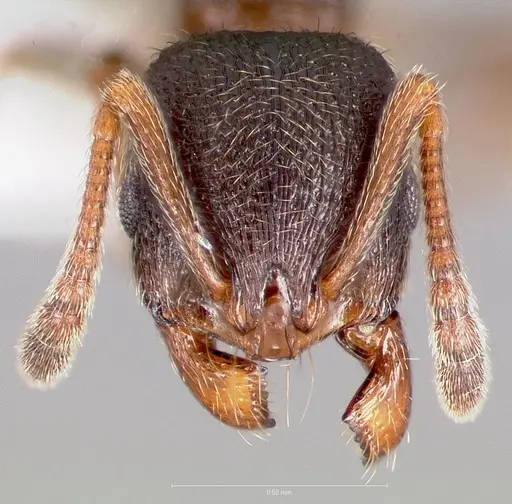 Stenamma smithi specimen CASENT0005822 image casent0005822_2