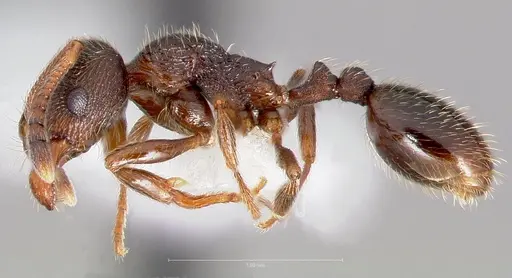 Stenamma smithi specimen CASENT0005822 image casent0005822_3