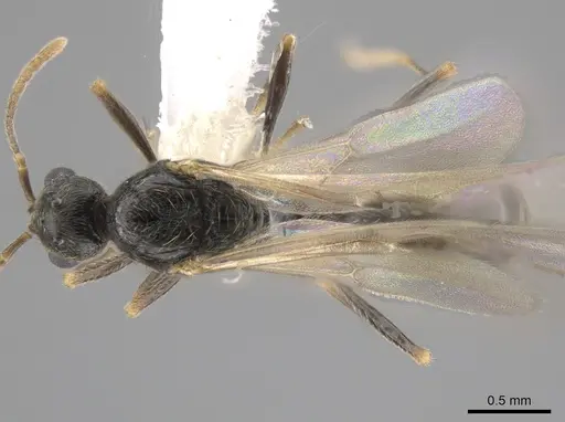 Stenamma smithi specimen CASENT0654137 image casent0654137_1
