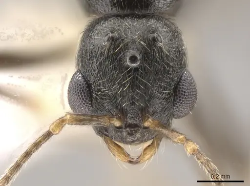Stenamma smithi specimen CASENT0654137 image casent0654137_2