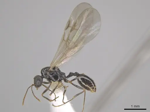 Stenamma smithi specimen CASENT0654137 image casent0654137_3