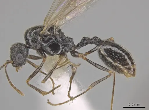 Stenamma smithi specimen CASENT0654137 image casent0654137_4