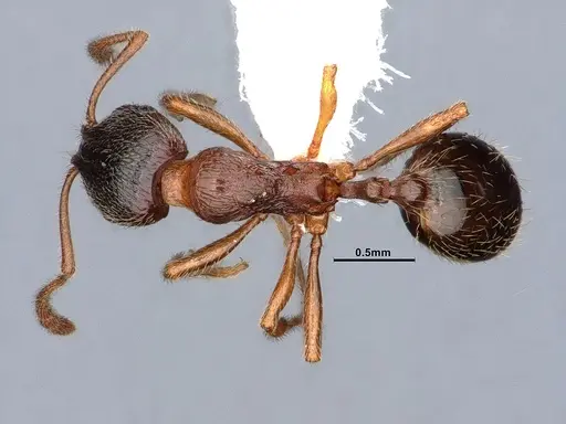 Stenamma smithi specimen CASENT0842048 image casent0842048_1