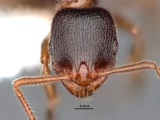 Stenamma smithi specimen CASENT0842048 image casent0842048_2