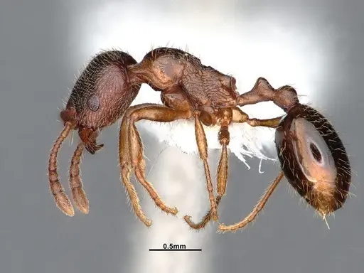 Stenamma smithi specimen CASENT0842048 image casent0842048_3