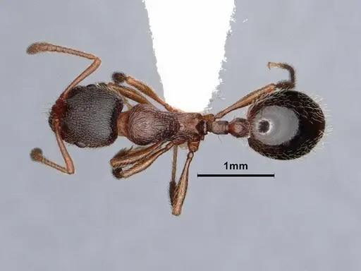 Stenamma smithi specimen CASENT0882490 image casent0882490_1