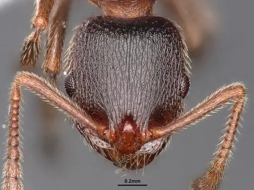 Stenamma smithi specimen CASENT0882490 image casent0882490_2