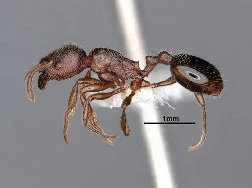 Stenamma smithi specimen CASENT0882490 image casent0882490_3