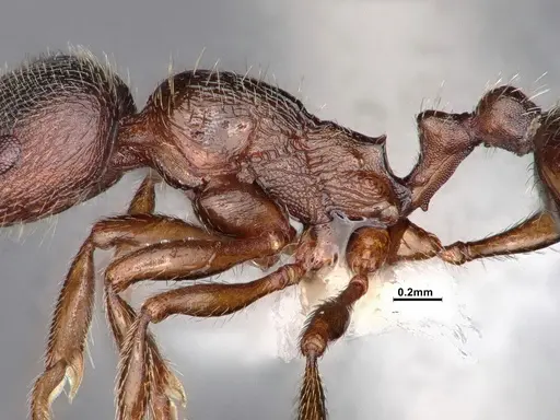 Stenamma smithi specimen CASENT0882490 image casent0882490_4