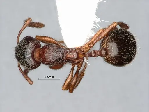 Stenamma smithi specimen CASENT0882529 image casent0882529_1